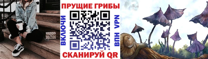 Купить закладки  Киренск  Псилоцибиновые грибы GOLDEN TEACHER 